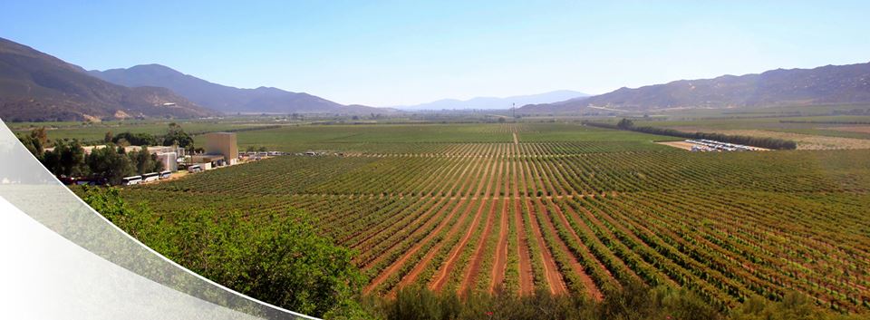 Vinařství LA Cetto mexická vína