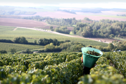 Lamblin et Fils vína