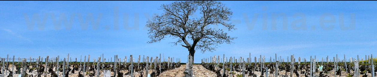 pascal bouchard vína